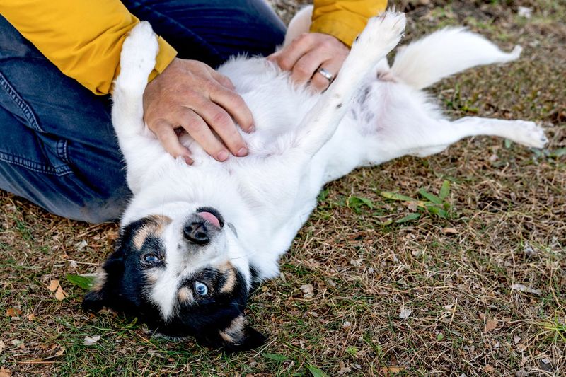 Enjoying Belly Rubs