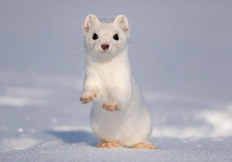 Ermine