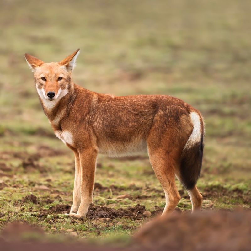 Ethiopian Wolf