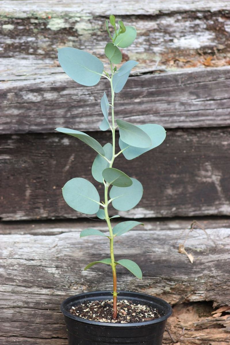 Eucalyptus