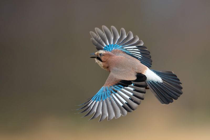 Eurasian Jay