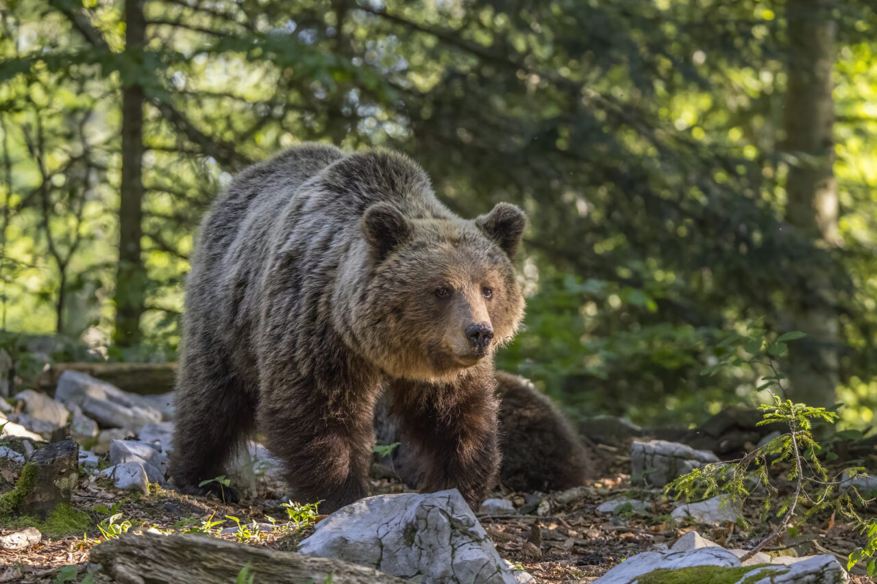 A Definitive Ranking of the 9 Most Dangerous Bears in the World