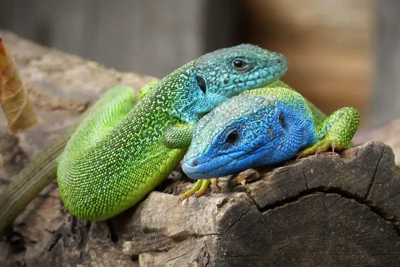 European Green Lizard