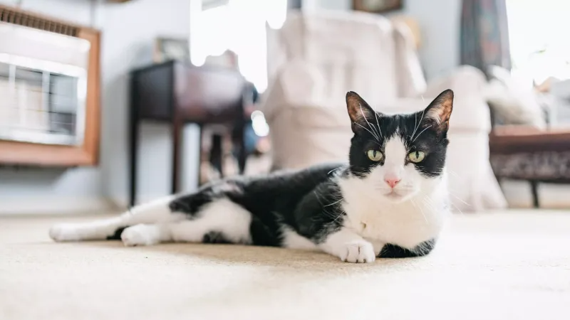 10 Surprising Benefits of Adopting a Senior Cat for Your Consideration