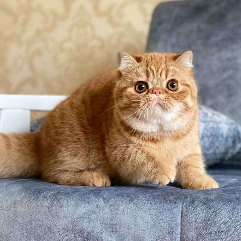 Exotic Shorthair