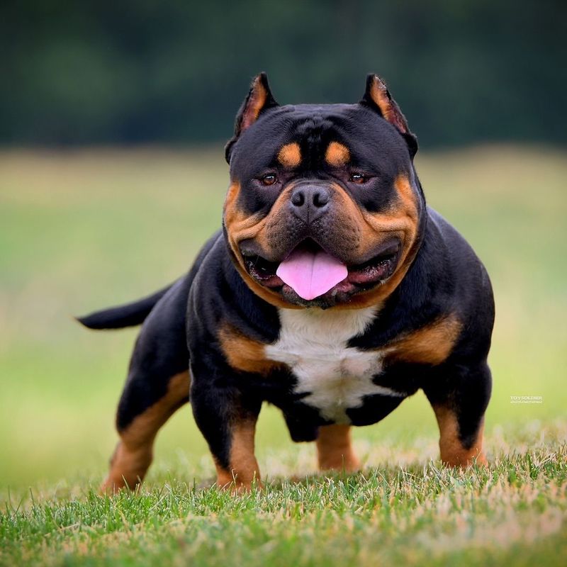 Explore 10 Beautiful American Bully Colors, From Common Favorites to Special Finds