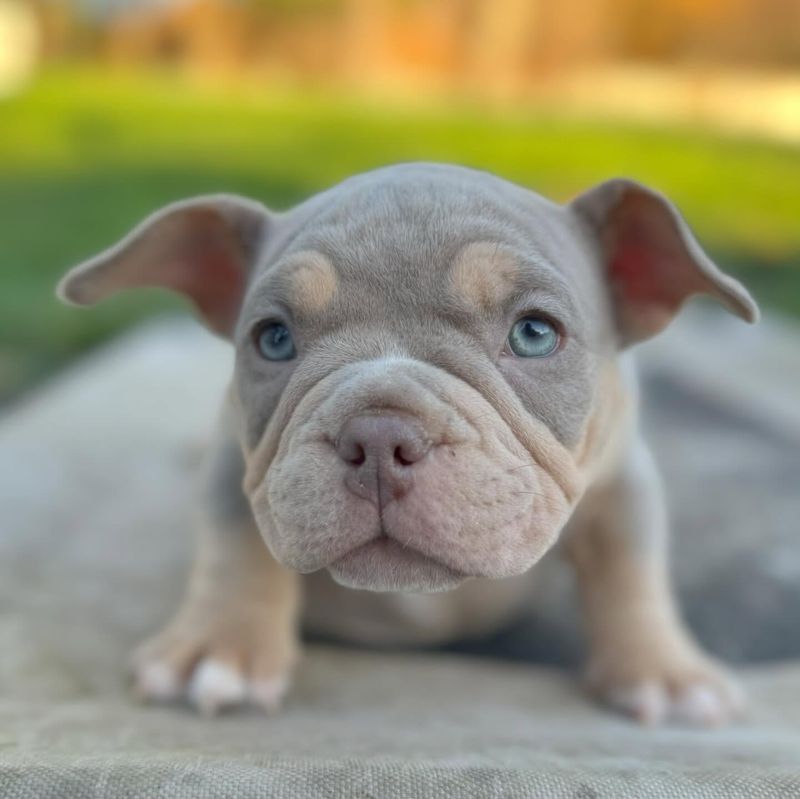 Explore 10 Beautiful American Bully Colors, From Common Favorites to Special Finds