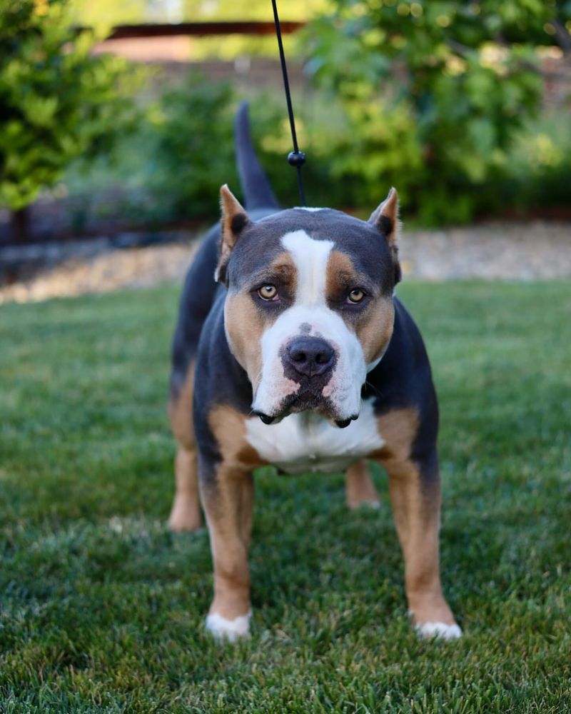 Explore 10 Beautiful American Bully Colors, From Common Favorites to Special Finds