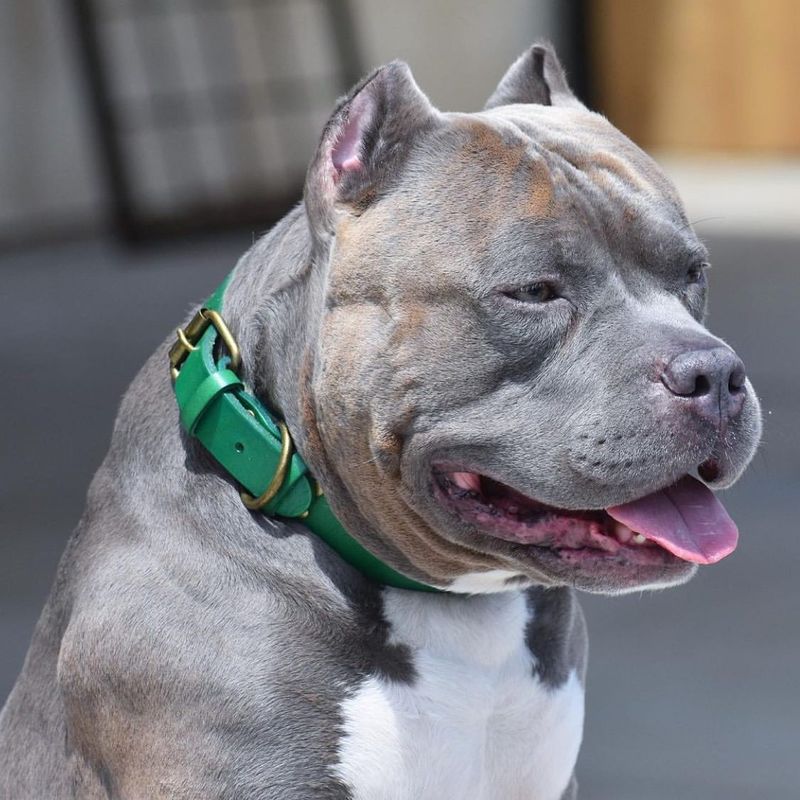 Explore 10 Beautiful American Bully Colors, From Common Favorites to Special Finds