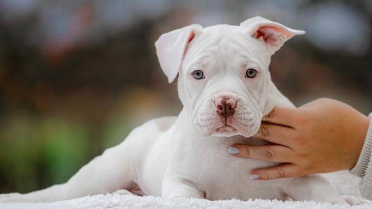 Explore 10 Beautiful American Bully Colors, From Common Favorites to Special Finds