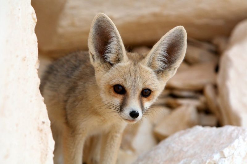 Fennec Fox