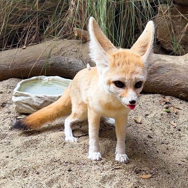 Fennec Fox