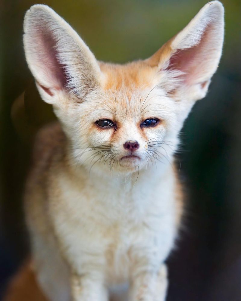 Fennec Foxes