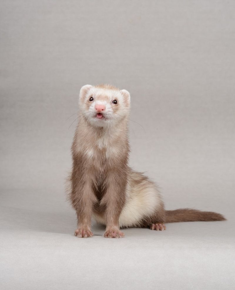 Ferret