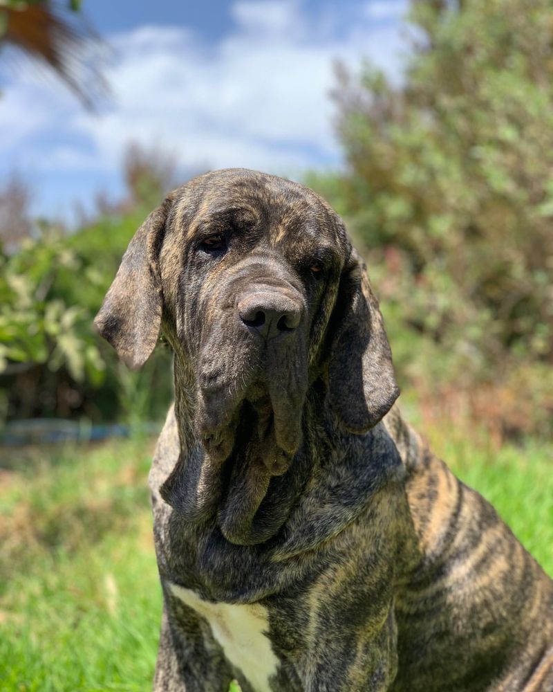 Fila Brasileiro