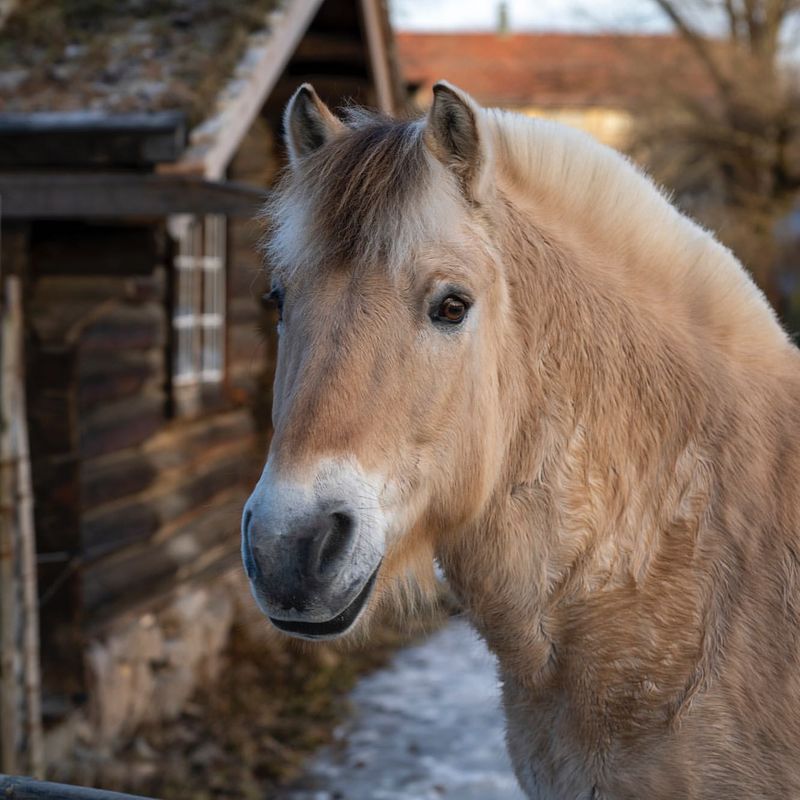 Fjord Horse