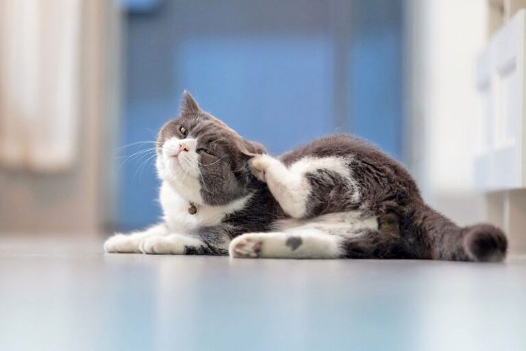 Your Ultimate Guide to the 10 Most Common Medical Problems for Cats and How to Help Them