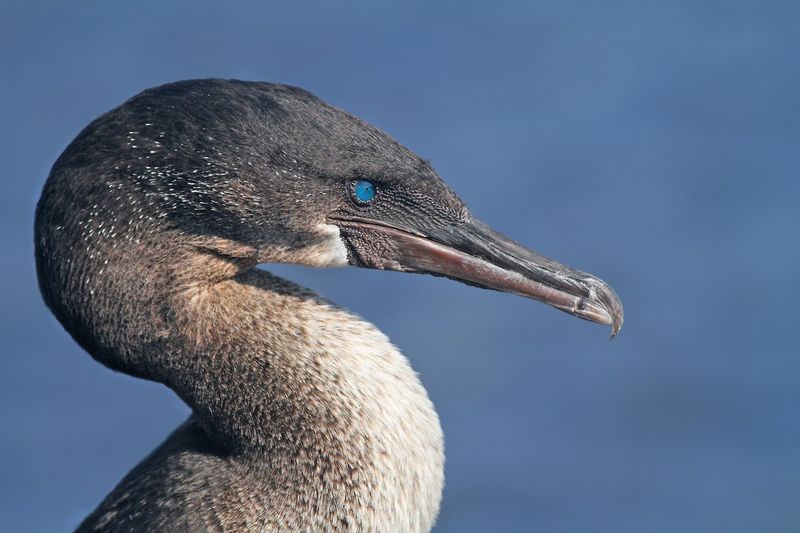 Flightless Cormorant