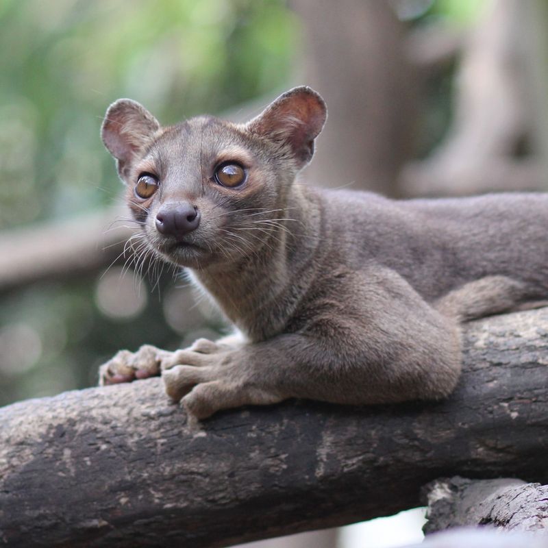 Fossa