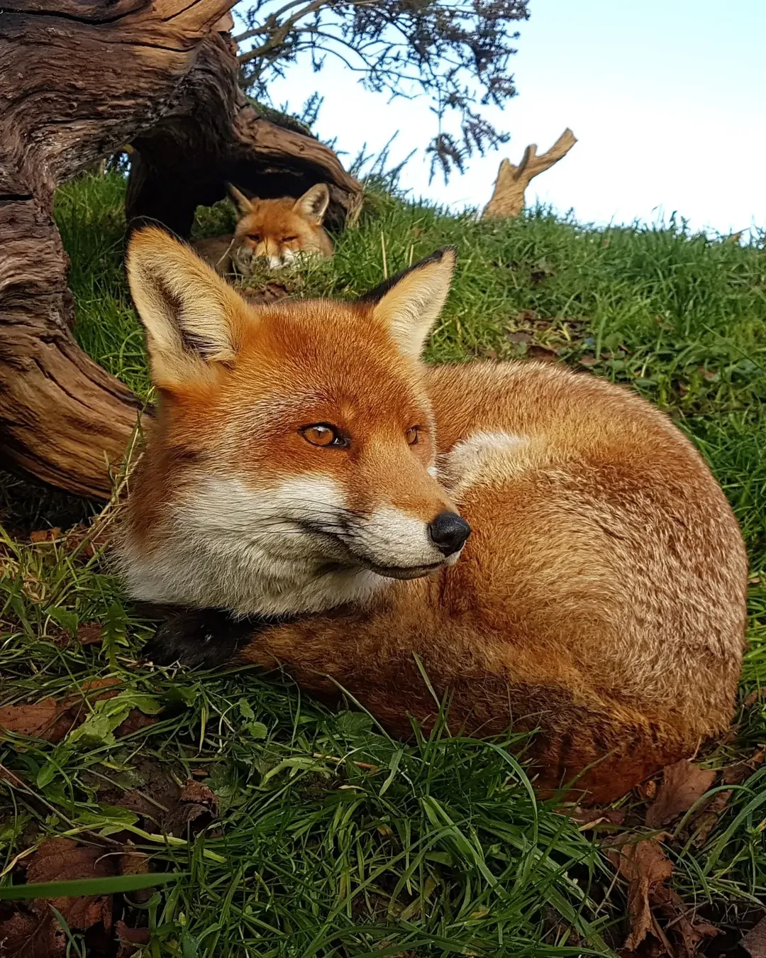 The 12 Most Surprising Animals with Extraordinary Night Vision