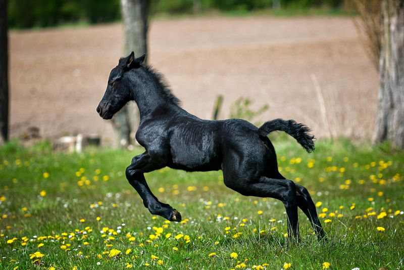 Friesian