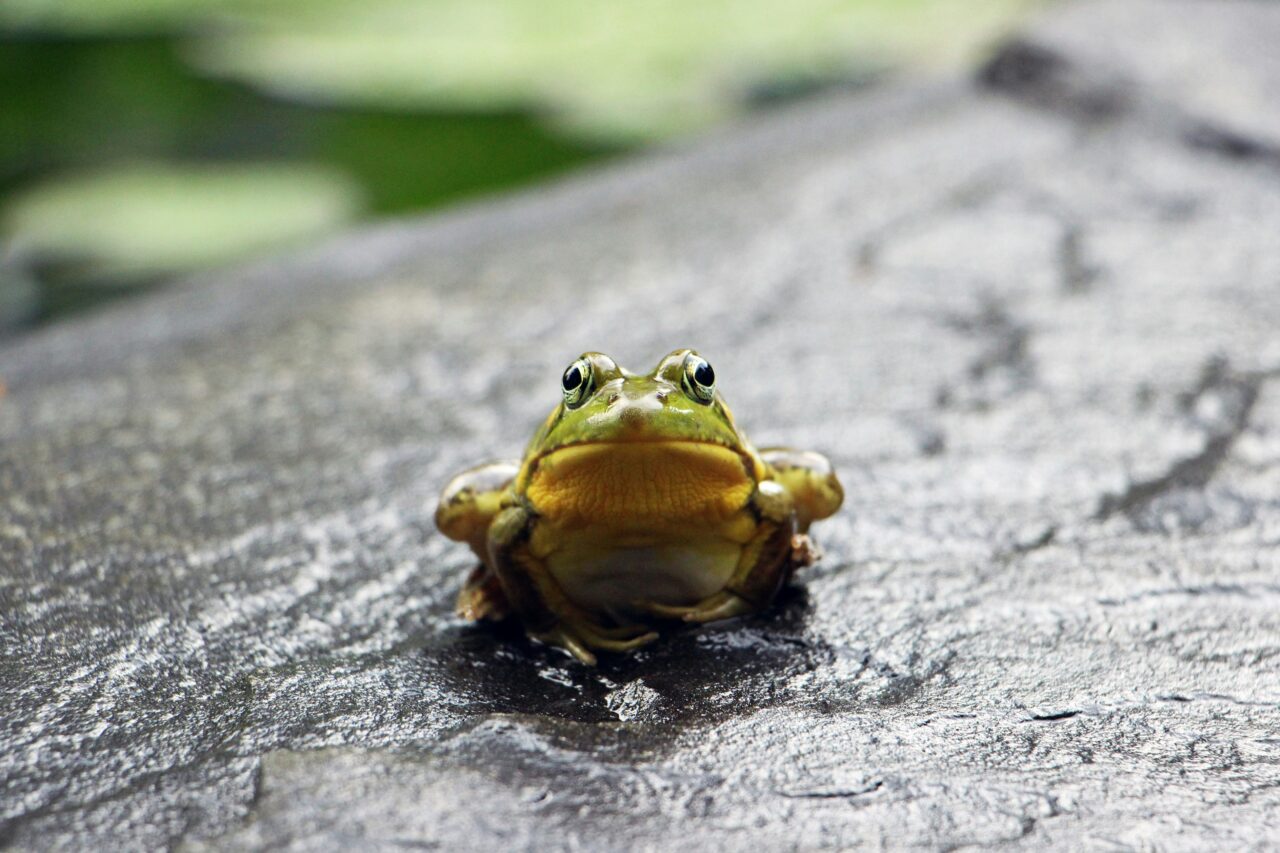 The 12 Most Surprising Animals with Extraordinary Night Vision