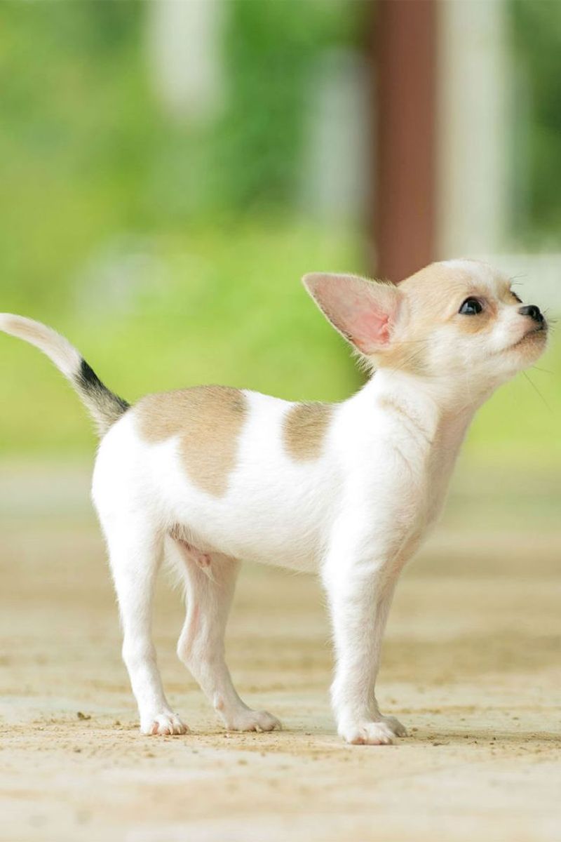 From Teacup to Longhaired: Meet the 7 Types of Chihuahuas That Pack Big Personalities Into Tiny Frames