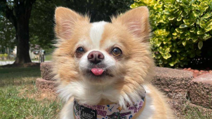 From Teacup to Longhaired: Meet the 7 Types of Chihuahuas That Pack Big Personalities Into Tiny Frames