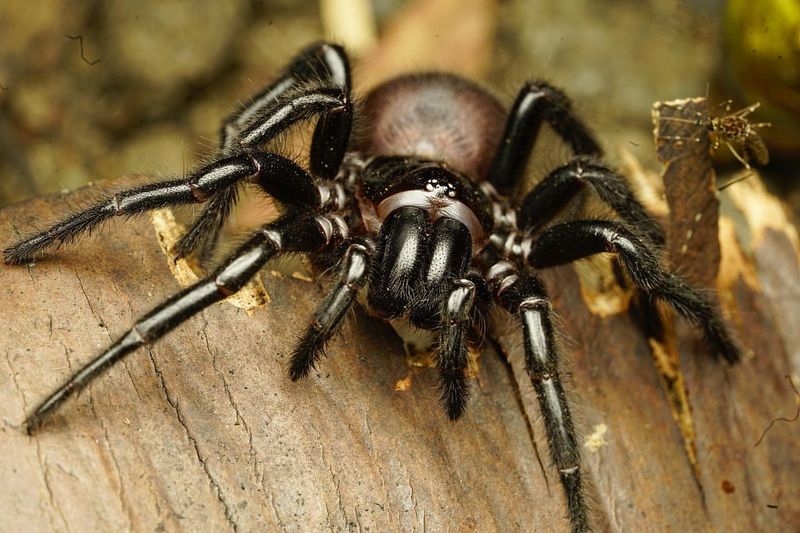 Funnel-Web Spider