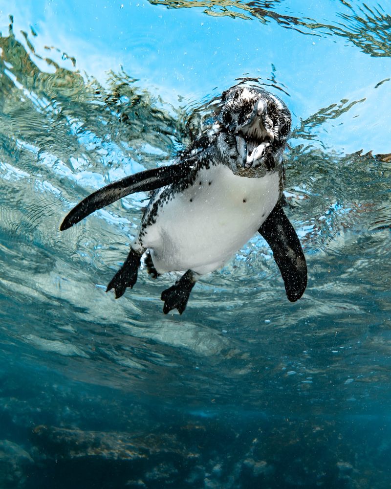 Galápagos Penguin