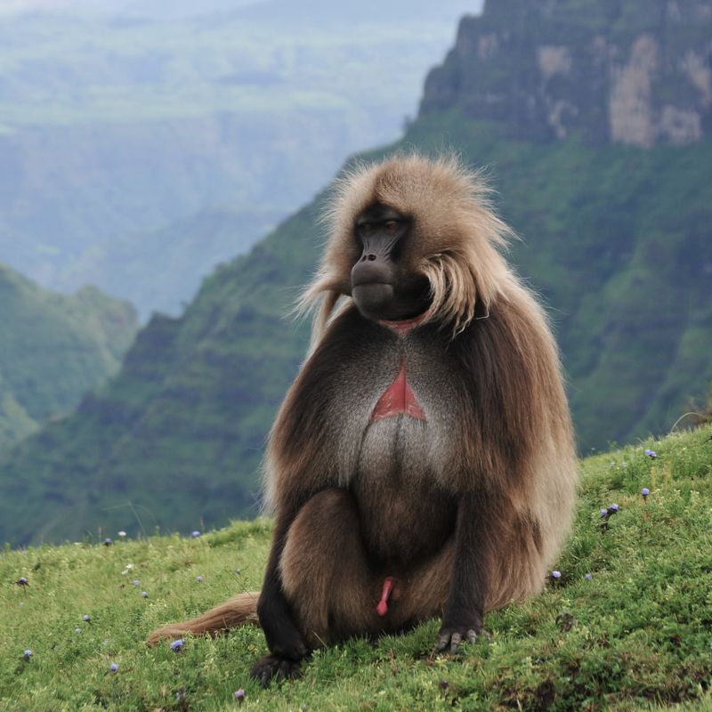 Gelada