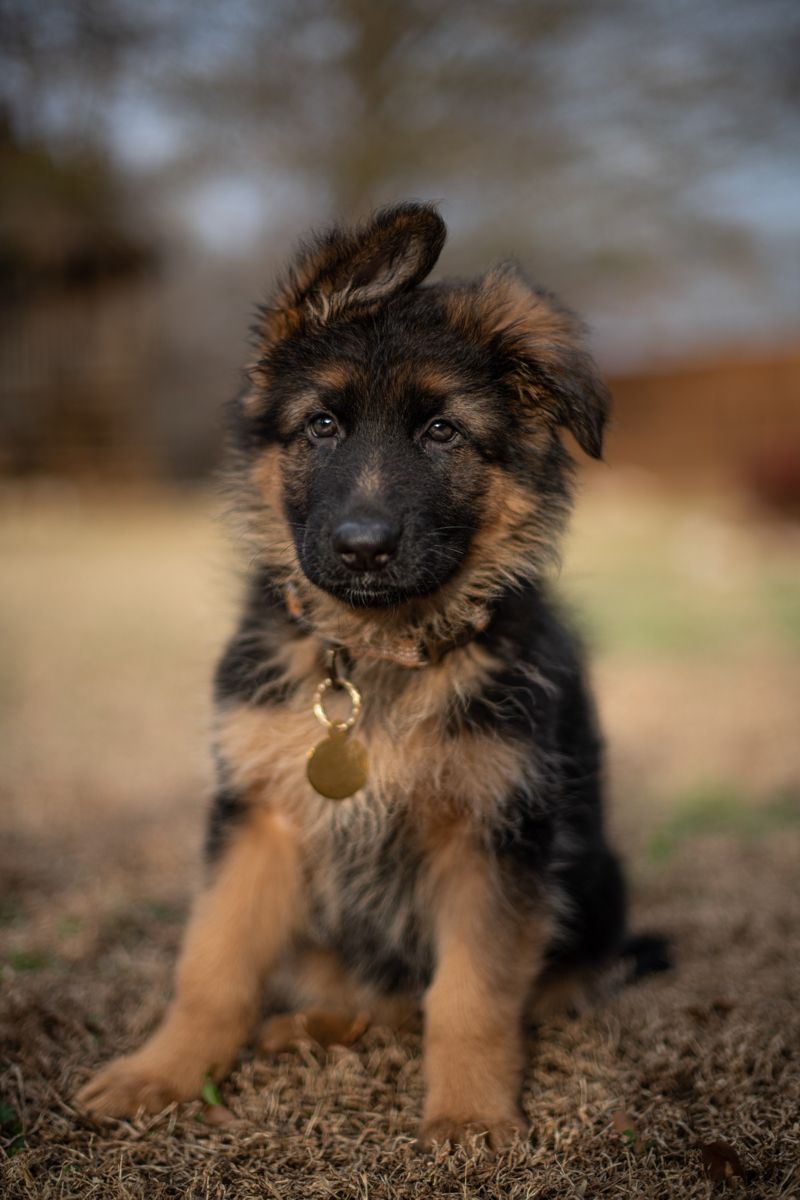 German Shepherd