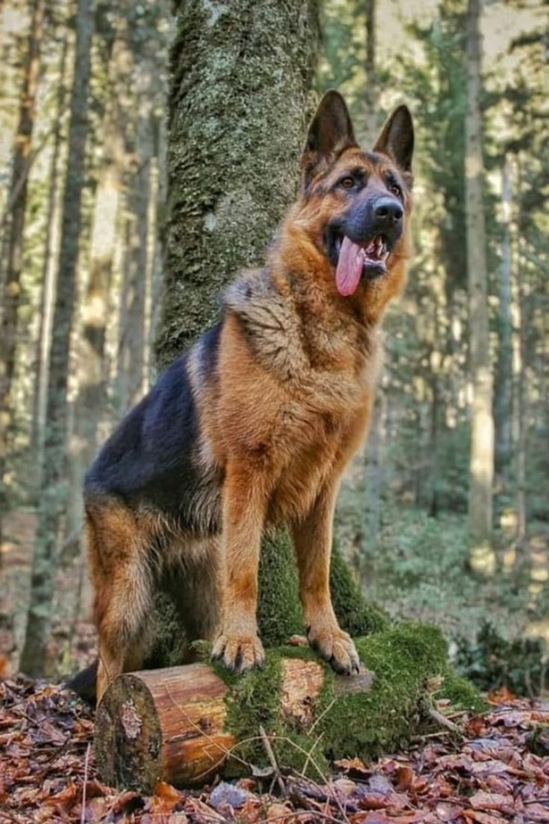 German Shepherd