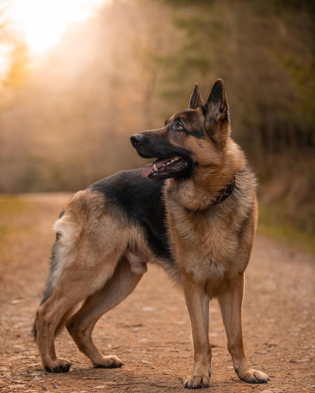 10 Protective Dog Breeds That Will Always Have Your Back