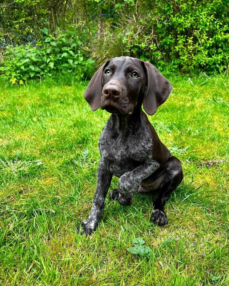 German Shorthaired Pointer