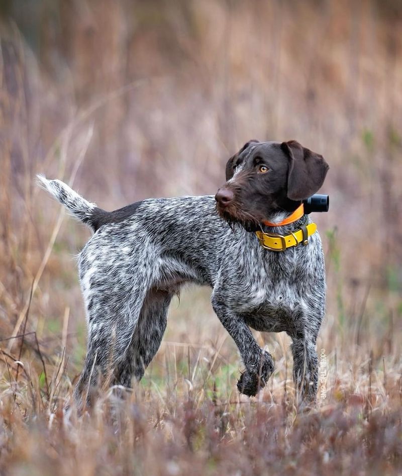 German Wirehaired Pointer