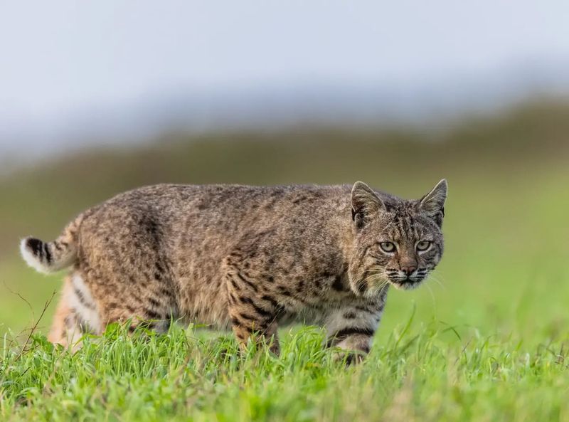 Get to Know America’s Wild Bobcats with These 12 Incredible Facts