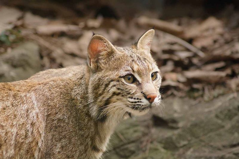 Get to Know America’s Wild Bobcats with These 12 Incredible Facts