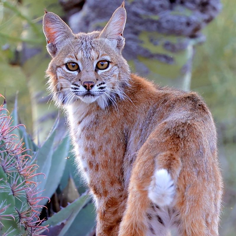 Get to Know America’s Wild Bobcats with These 12 Incredible Facts