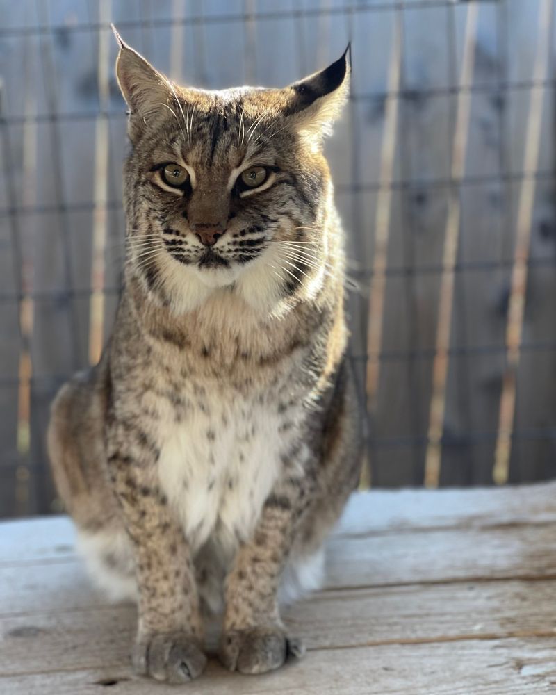 Get to Know America’s Wild Bobcats with These 12 Incredible Facts