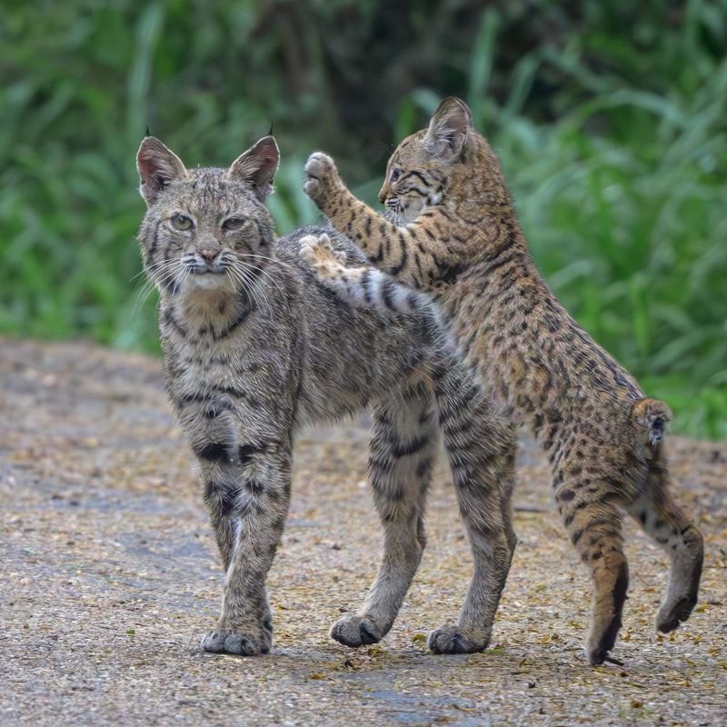 Get to Know America’s Wild Bobcats with These 12 Incredible Facts