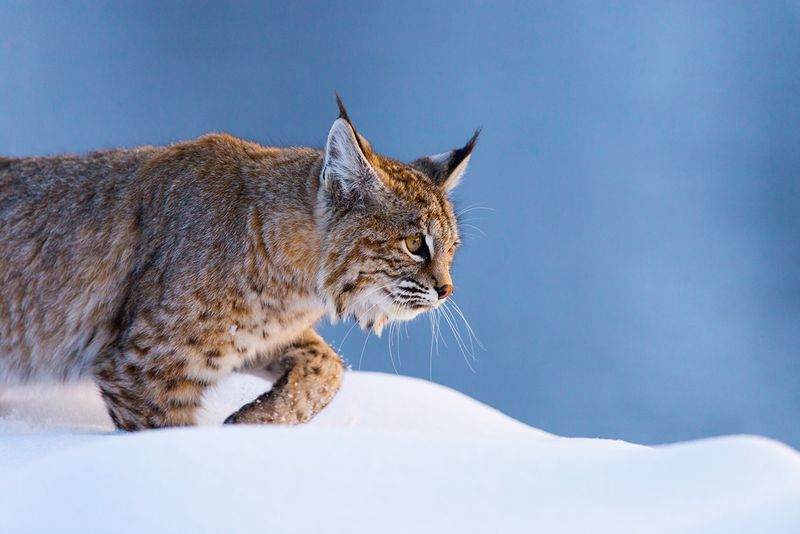 Get to Know America’s Wild Bobcats with These 12 Incredible Facts