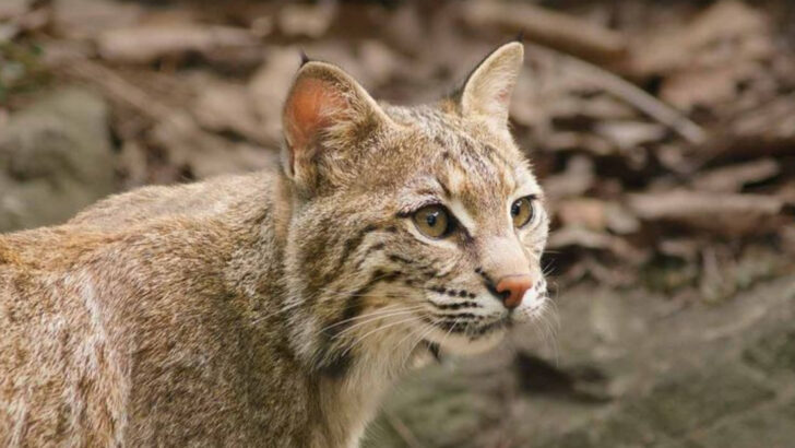 16 Surprising Things You Didn’t Know About America’s Wild Bobcats