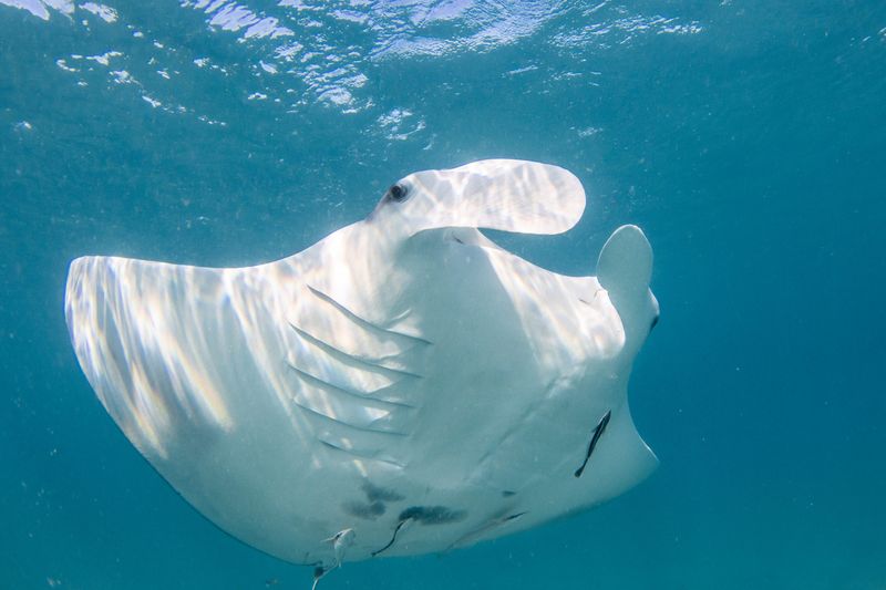 Giant Oceanic Manta Ray