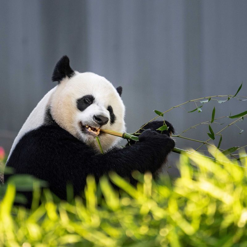 Giant Panda