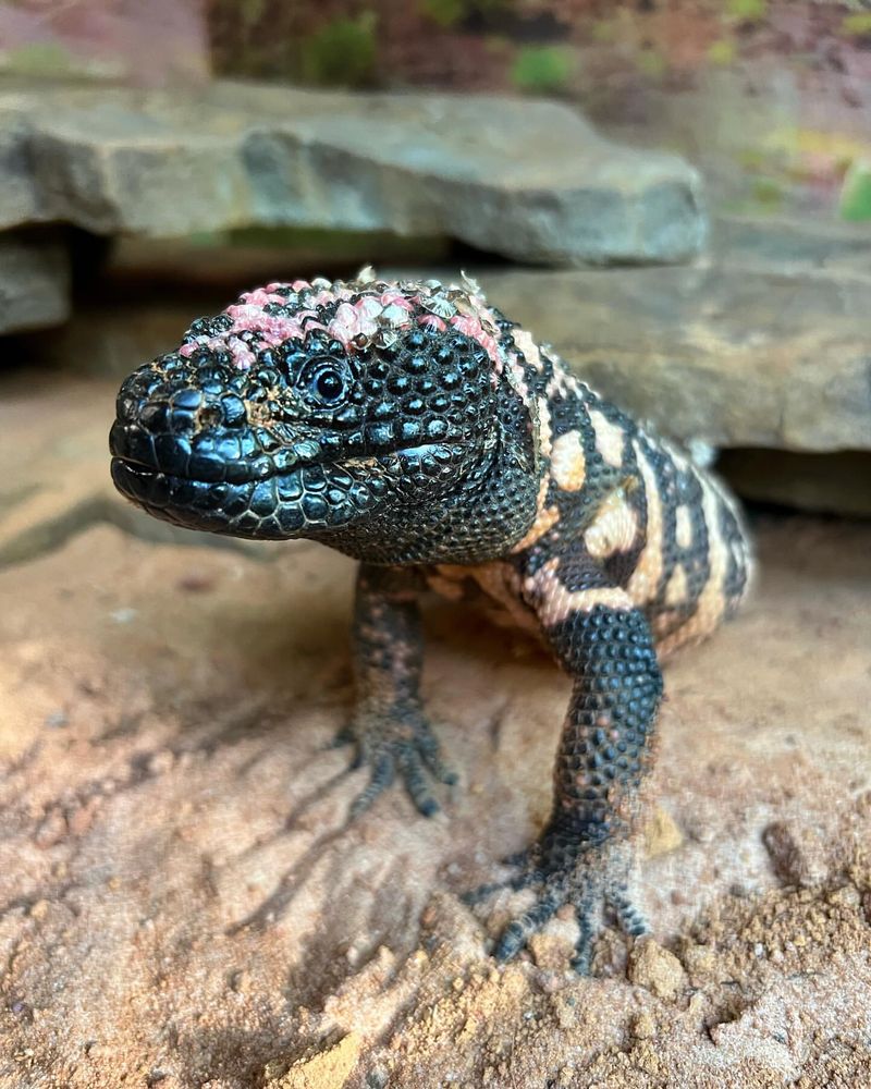 Gila Monster