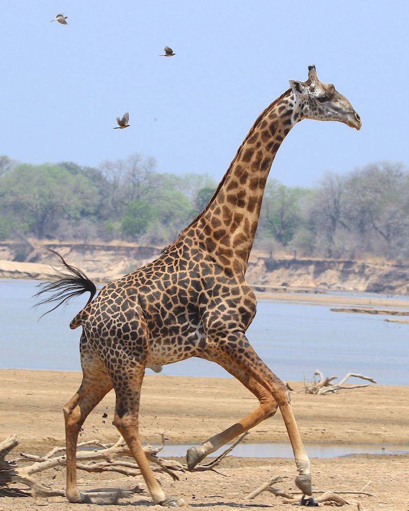 Giraffe