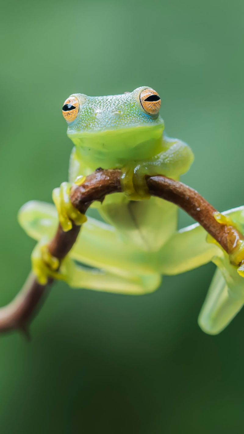 Glass Frog