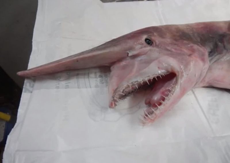 Goblin Shark