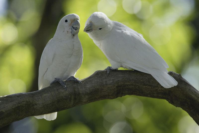 Goffin's Cockatoo